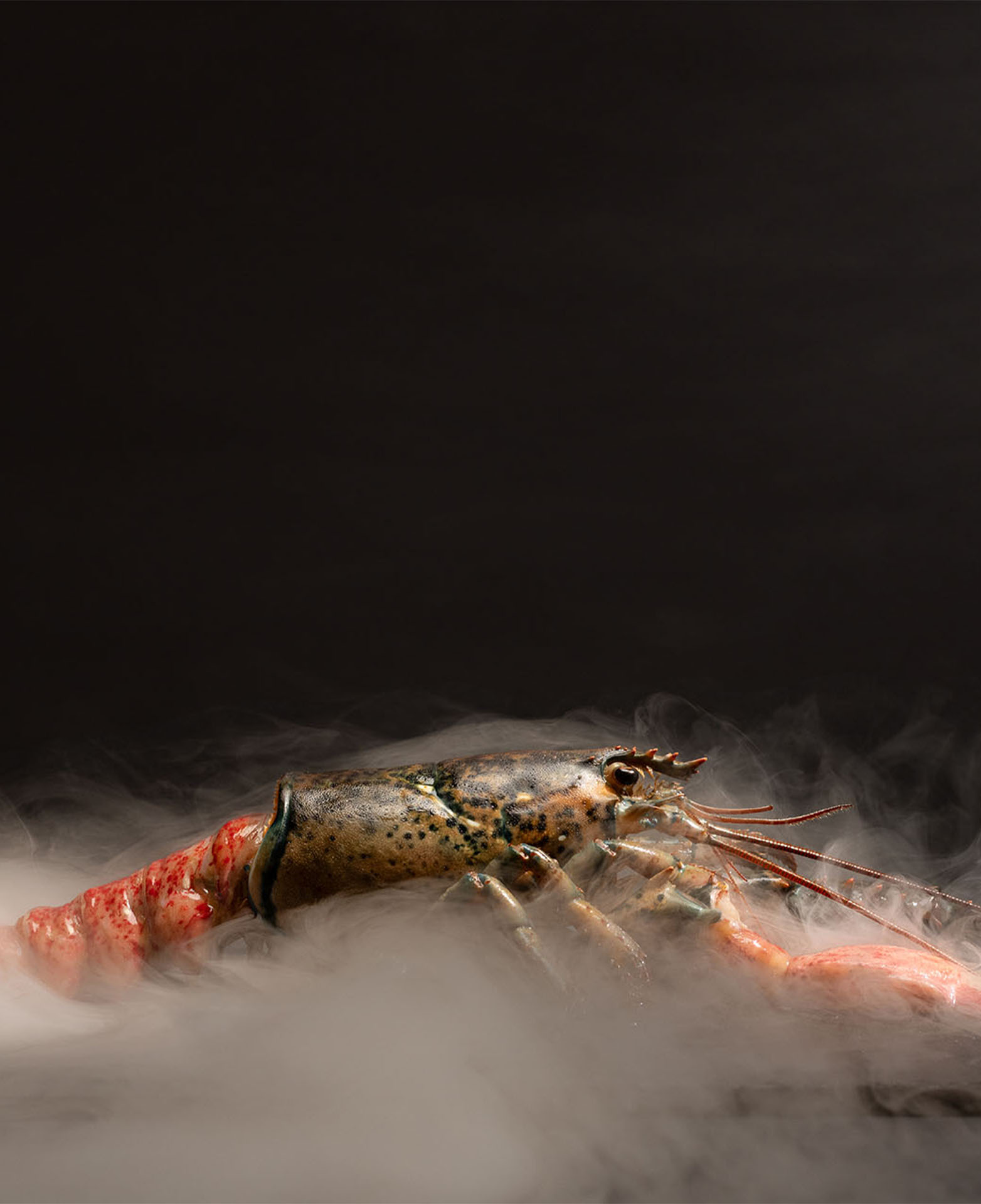 LaMarca BogavanteAzul 2